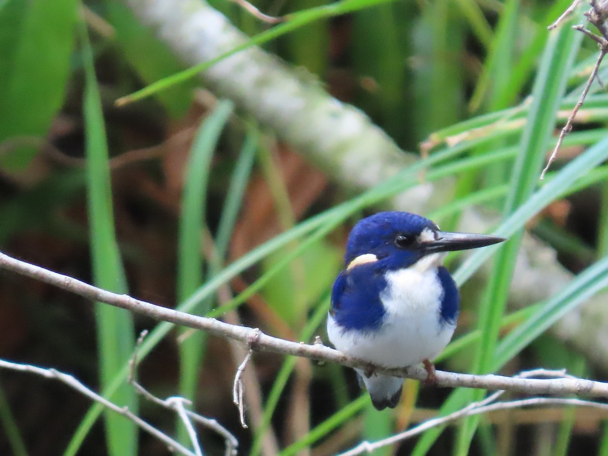 Little Kingfisher - ML639140434