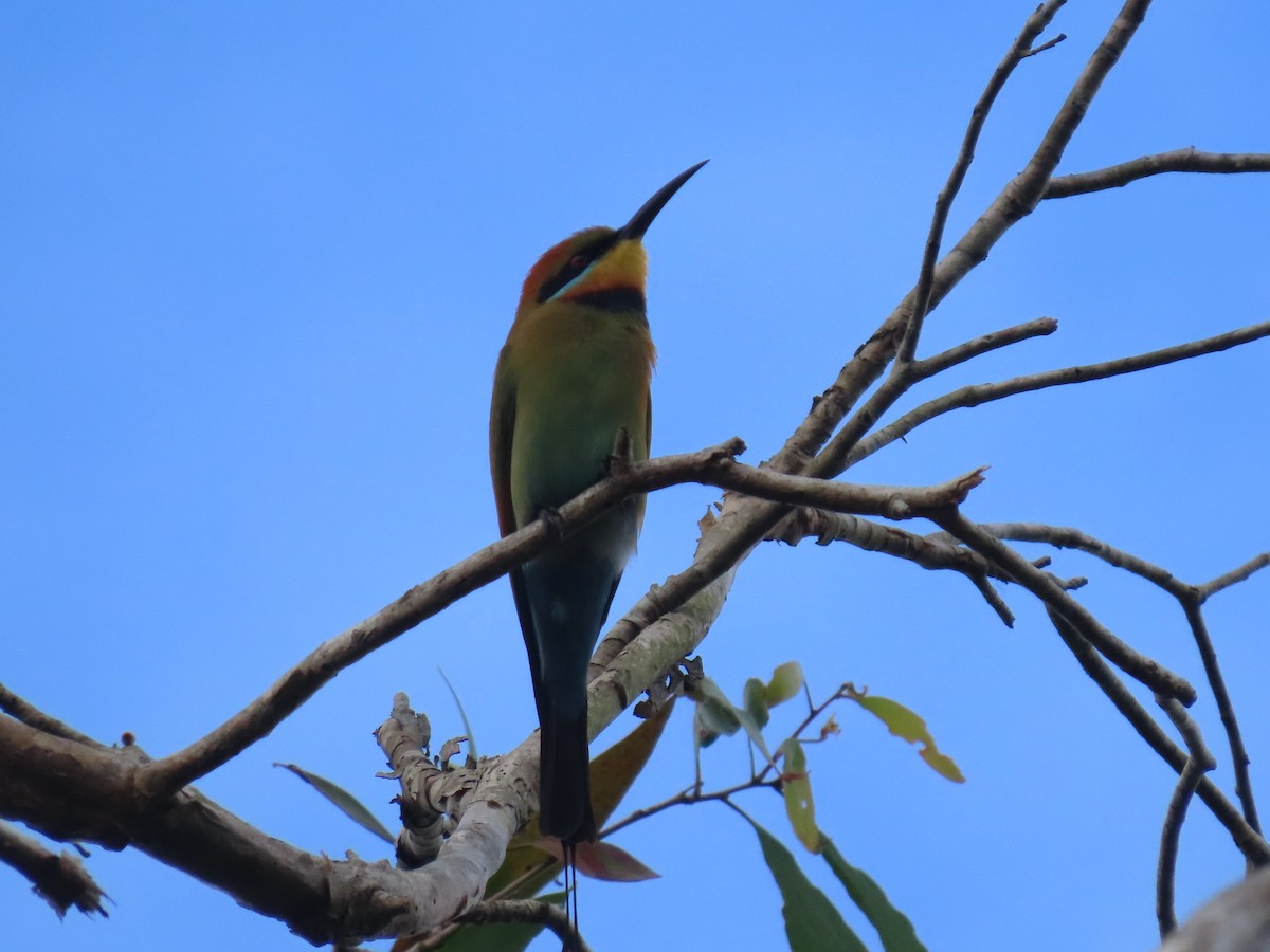 Rainbow Bee-eater - ML639140436