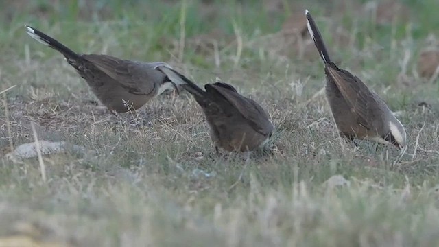Gray-crowned Babbler - ML639140446