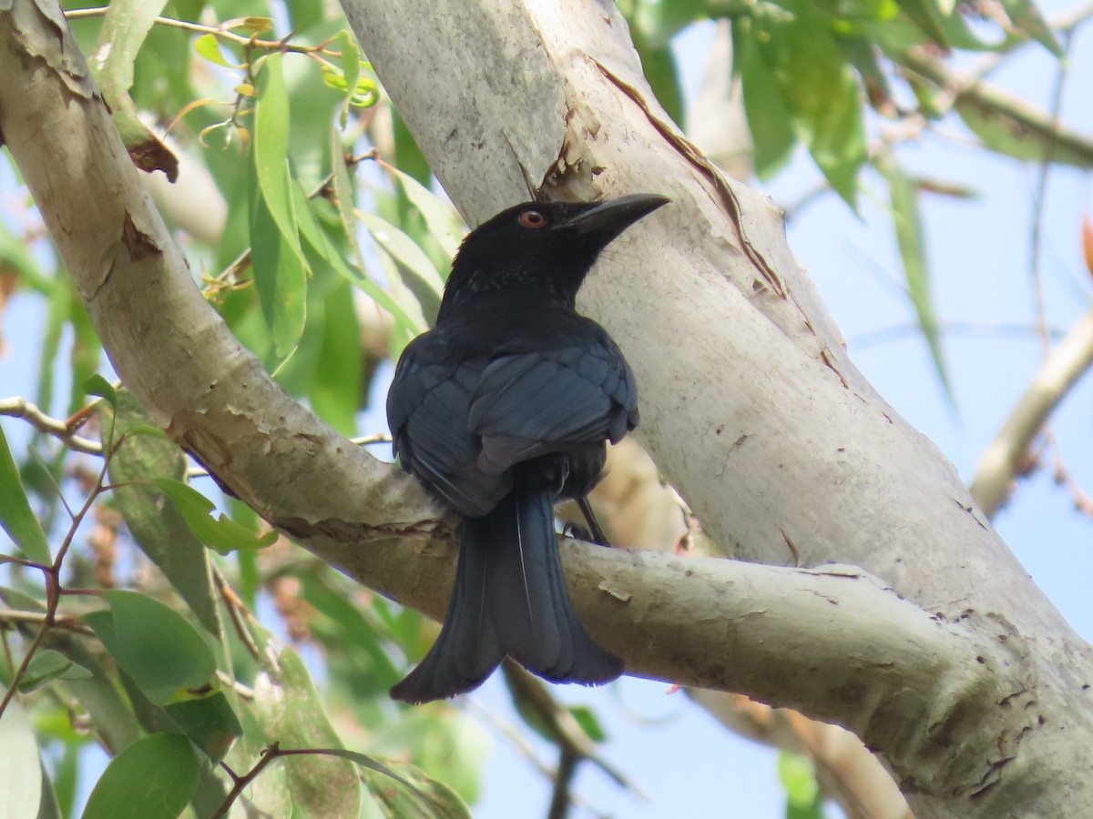 Spangled Drongo - ML639140461