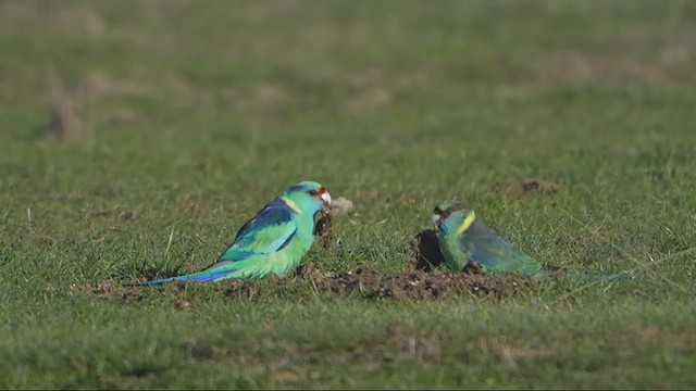 Australian Ringneck - ML639140473
