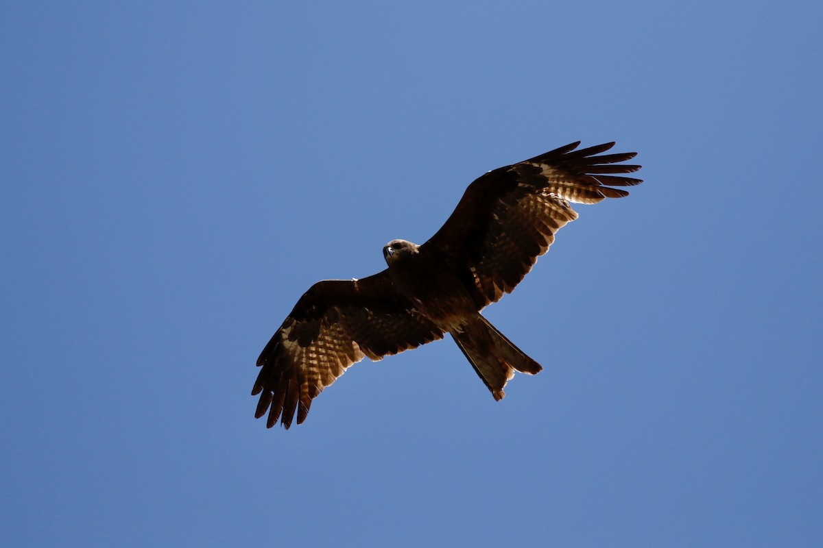 Black Kite (Black-eared) - ML639140480
