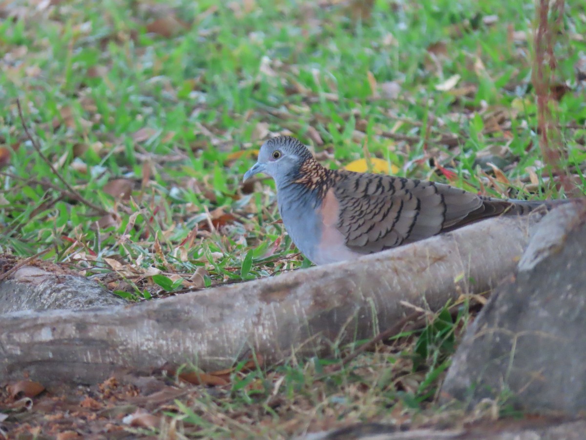 Bar-shouldered Dove - ML639140513