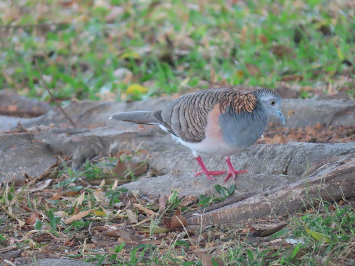 Bar-shouldered Dove - ML639140514