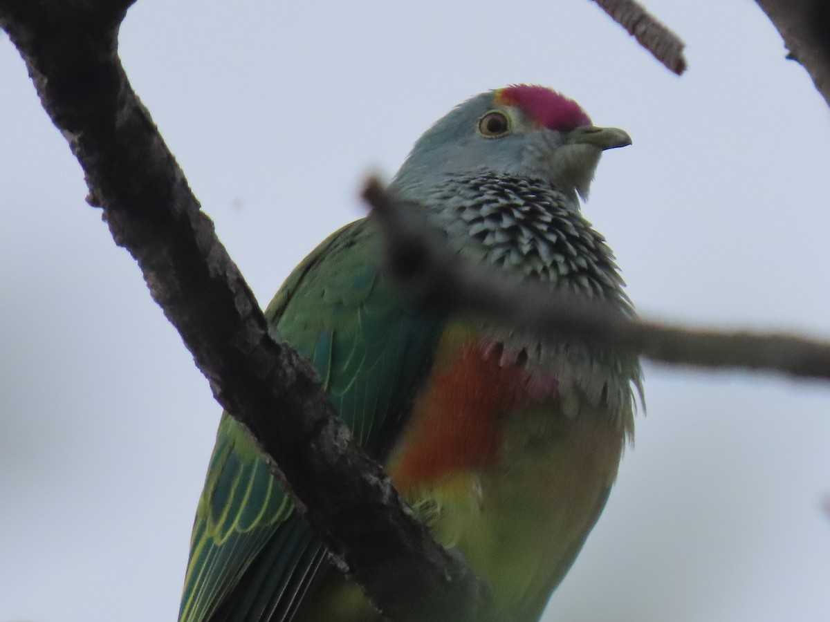 Rose-crowned Fruit-Dove - ML639140526