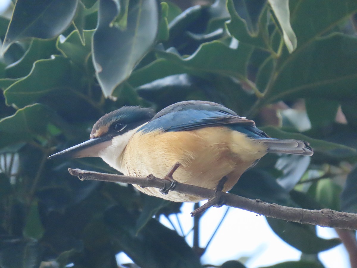 Sacred Kingfisher - ML639140532