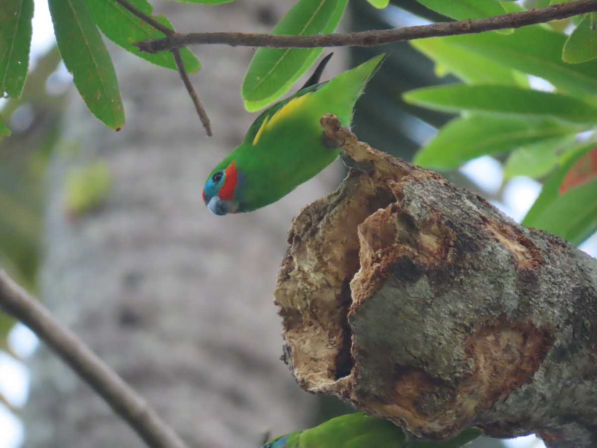 Double-eyed Fig-Parrot - ML639140542