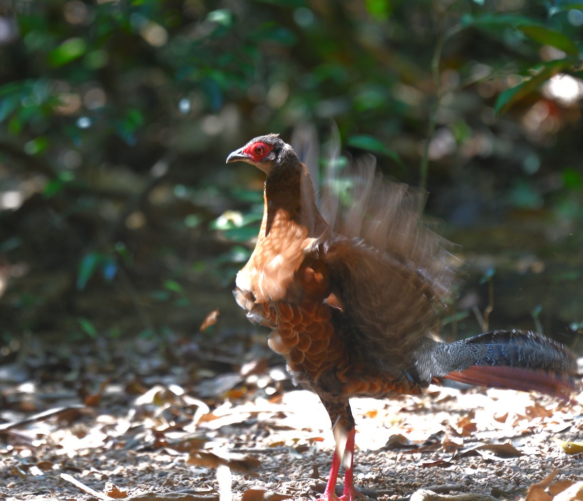 Siamese Fireback - ML639140576