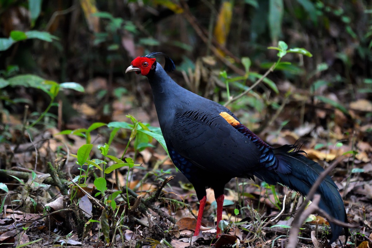Siamese Fireback - ML639140598