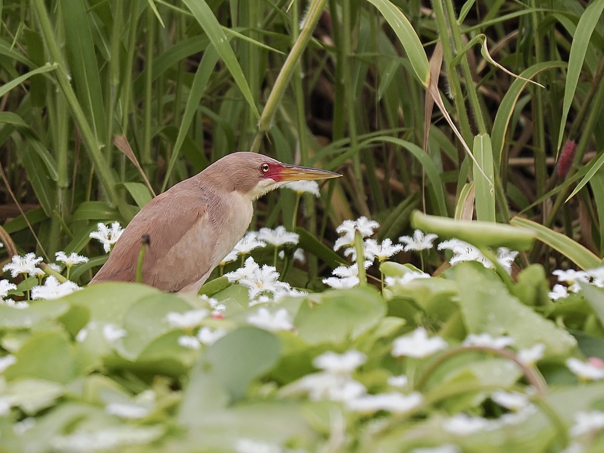 Cinnamon Bittern - ML639140599