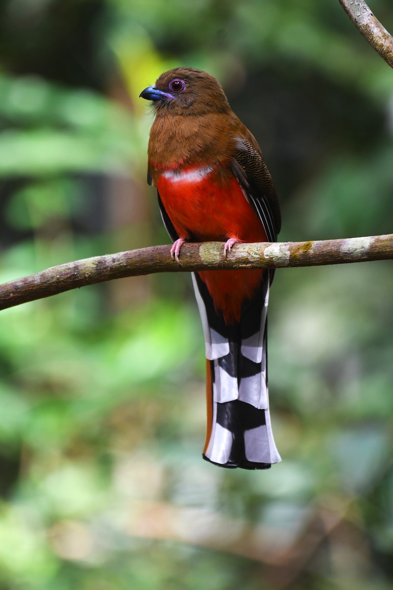 Red-headed Trogon - ML639140791