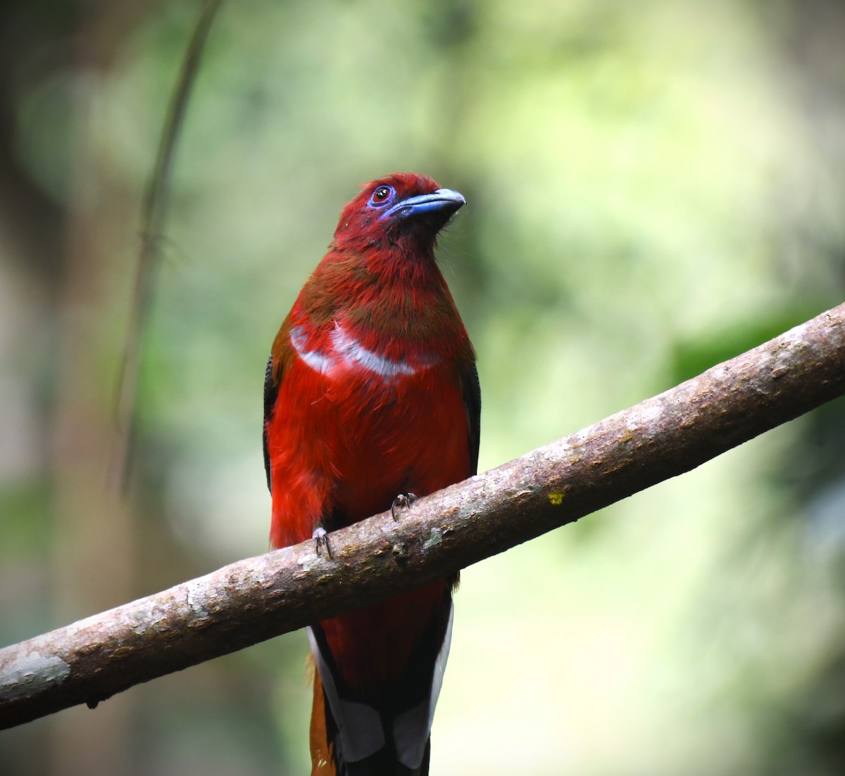 Red-headed Trogon - ML639140793