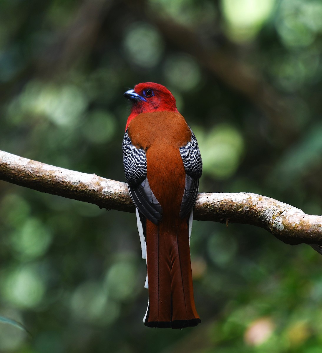 Red-headed Trogon - ML639140796