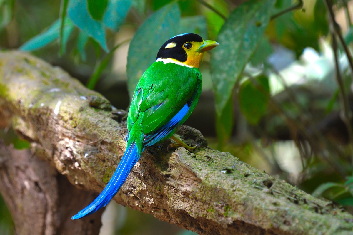 Long-tailed Broadbill - ML639140802