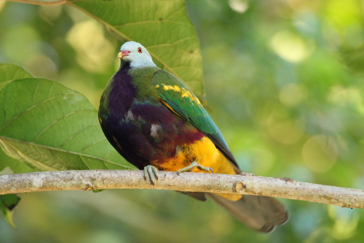 Wompoo Fruit-Dove - ML639140804