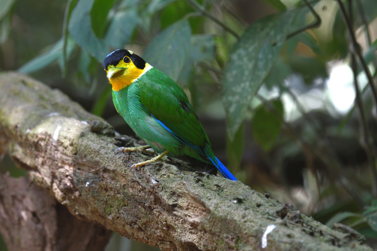Long-tailed Broadbill - ML639140806