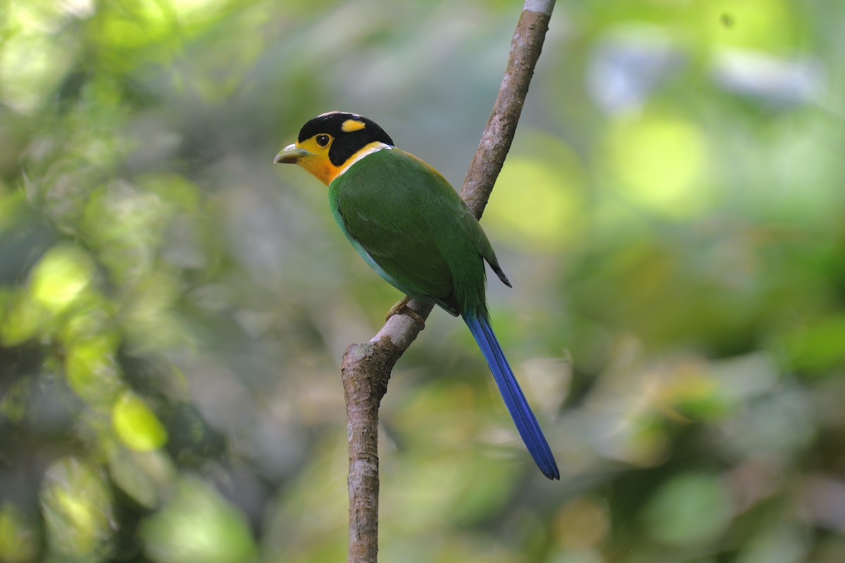 Long-tailed Broadbill - ML639140809