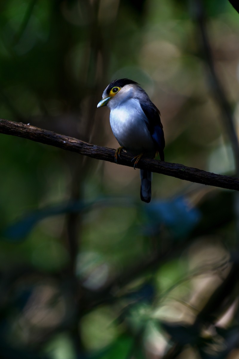 Silver-breasted Broadbill - ML639140817