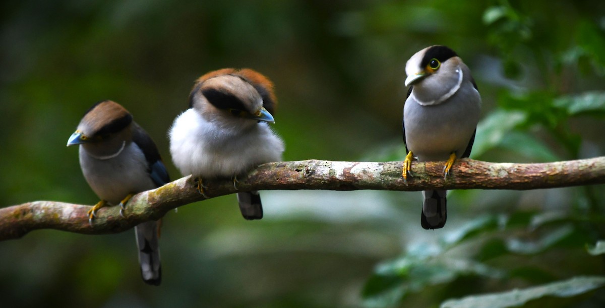 Silver-breasted Broadbill - ML639140818