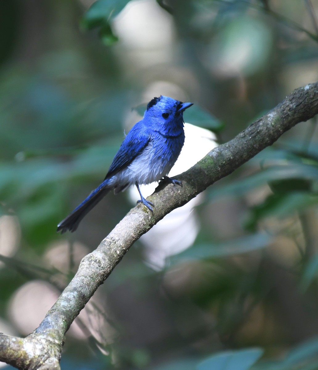 Black-naped Monarch - ML639140820