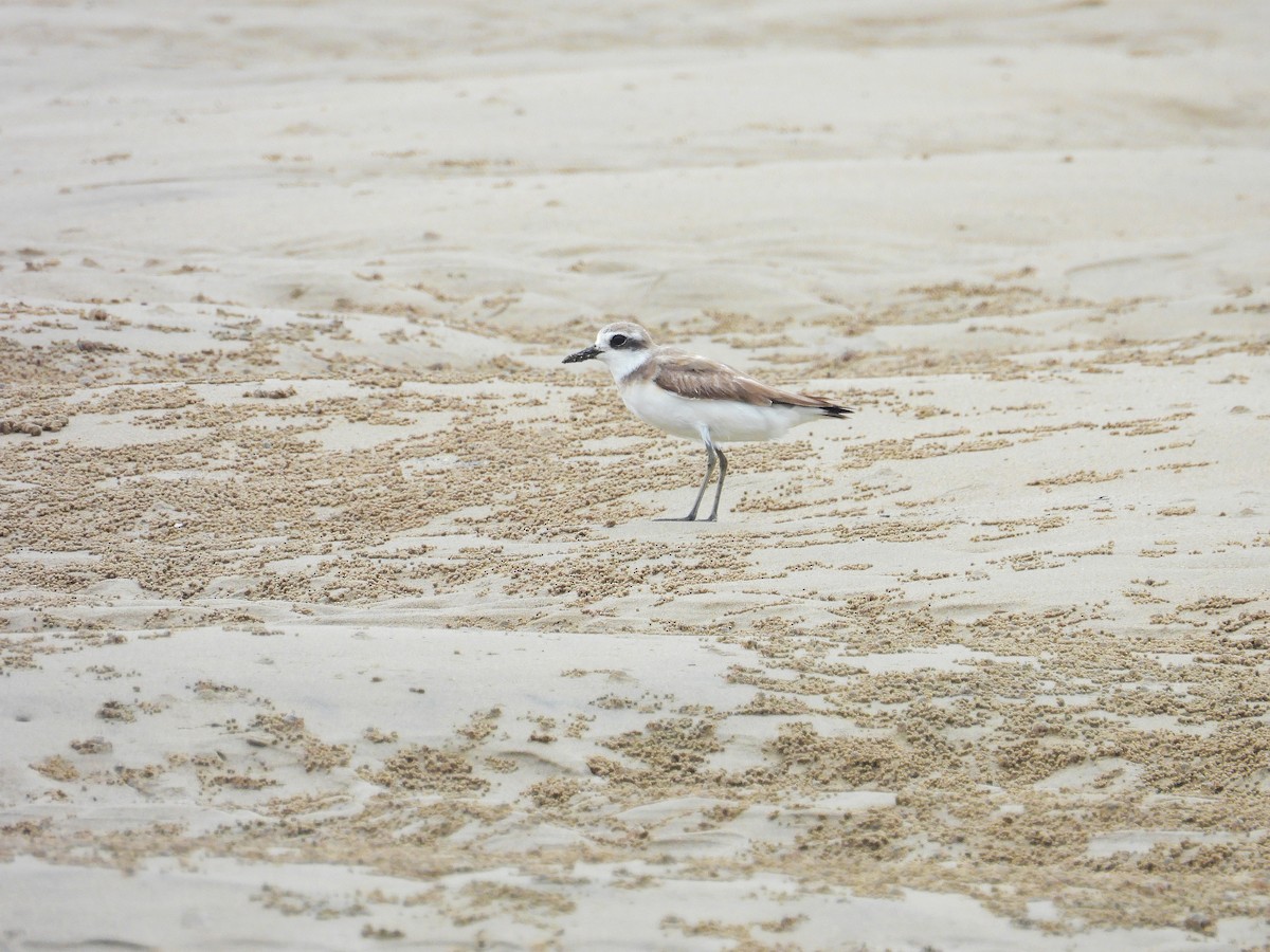 Greater Sand-Plover - ML639140821