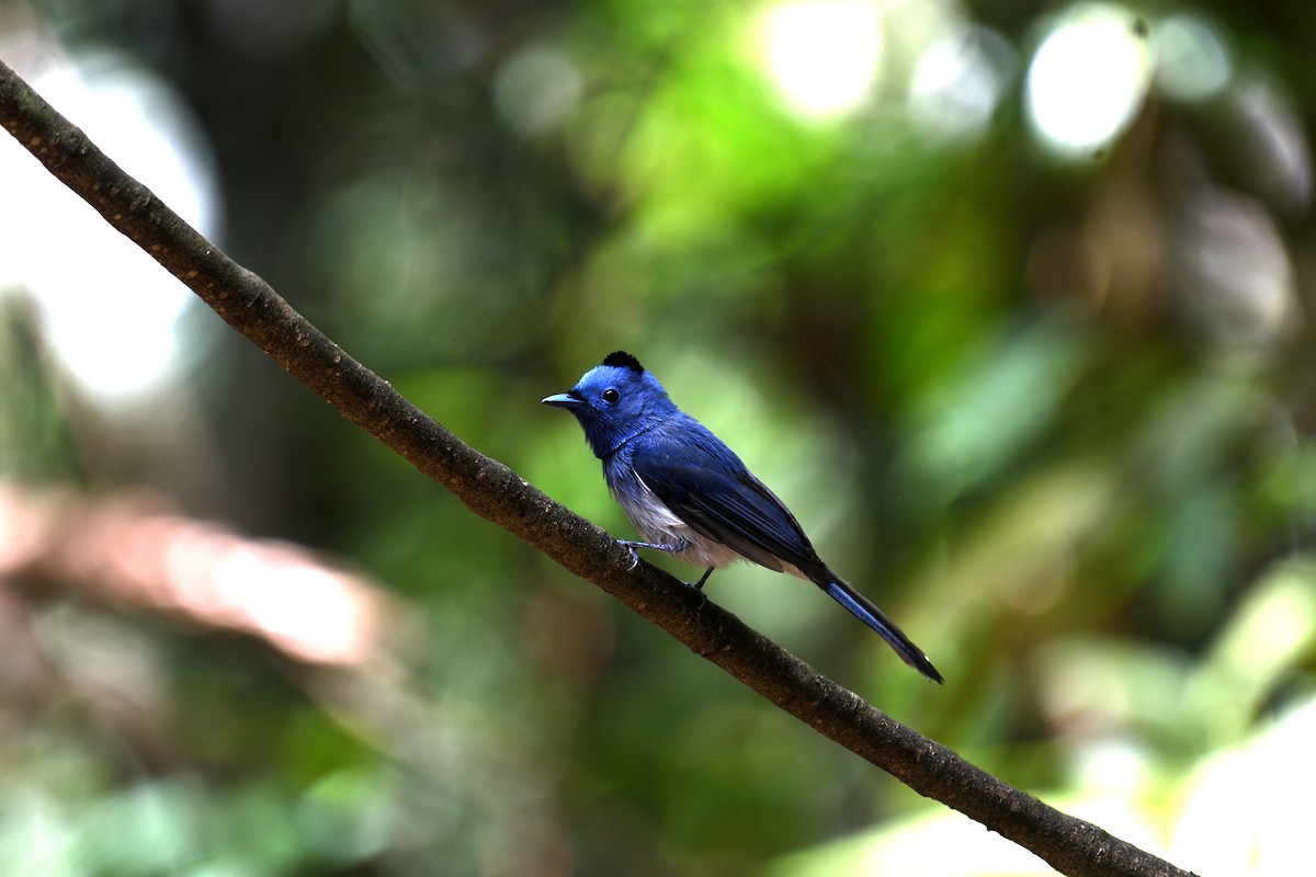 Black-naped Monarch - ML639140826