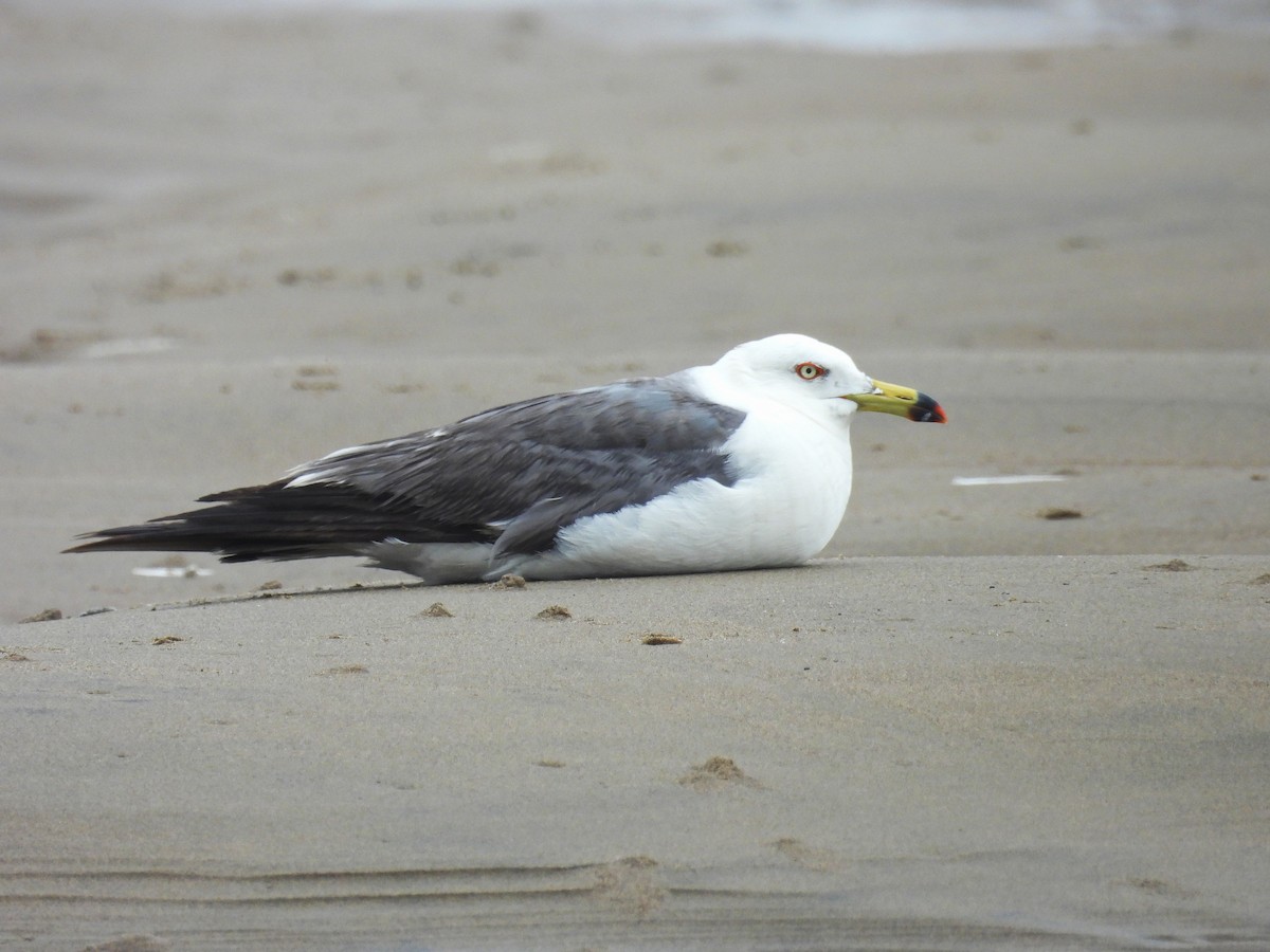 Black-tailed Gull - ML639140830