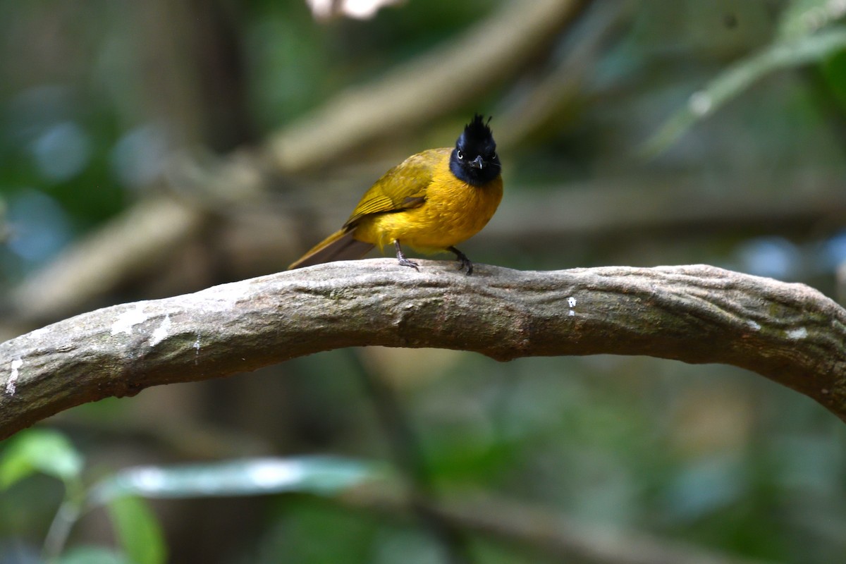 Black-crested Bulbul - ML639140832