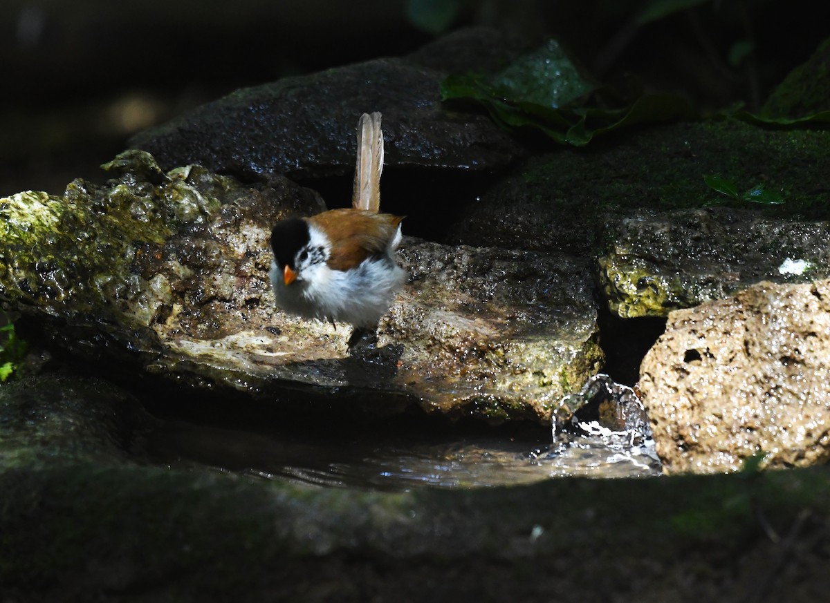 Black-headed Parrotbill - ML639140837