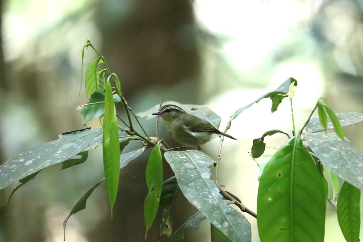 Mountain Leaf Warbler - ML639140839