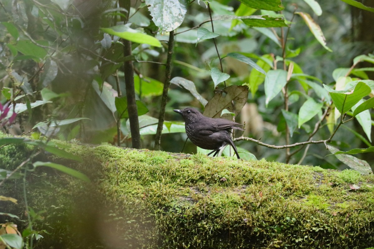Bornean Whistling-Thrush - ML639140842