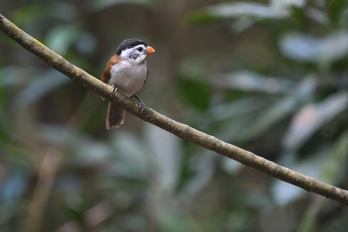 Black-headed Parrotbill - ML639140854