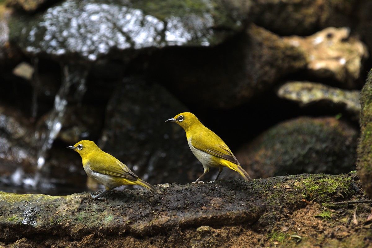 Indian White-eye - ML639140868
