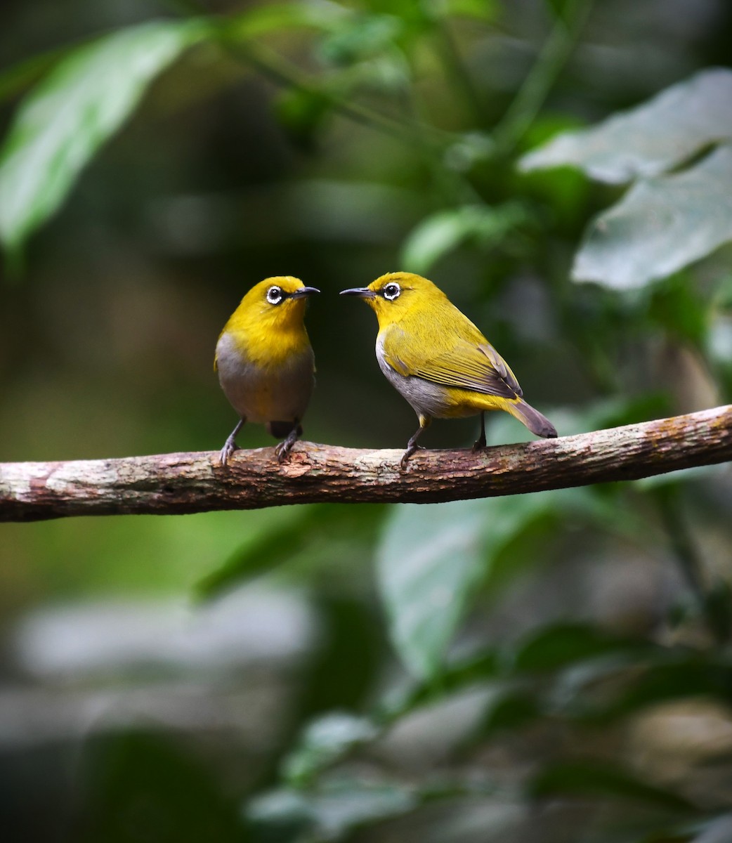 Indian White-eye - ML639140871