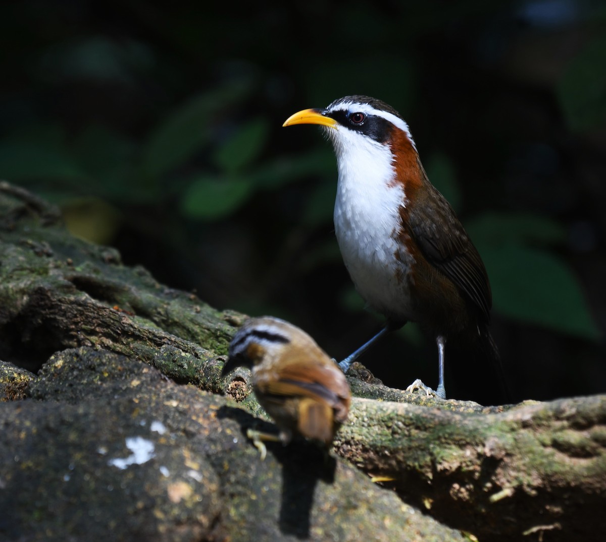 White-browed Scimitar-Babbler - ML639140884