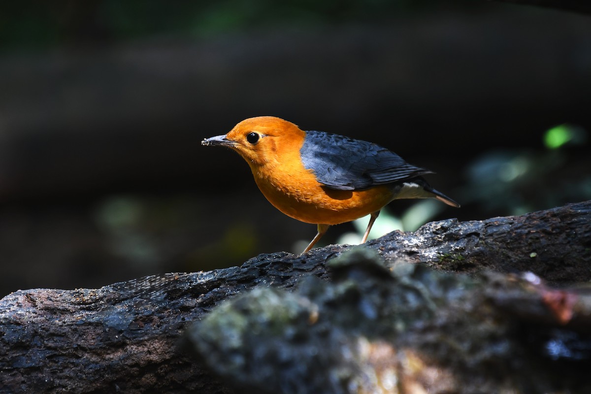 Orange-headed Thrush - ML639140890