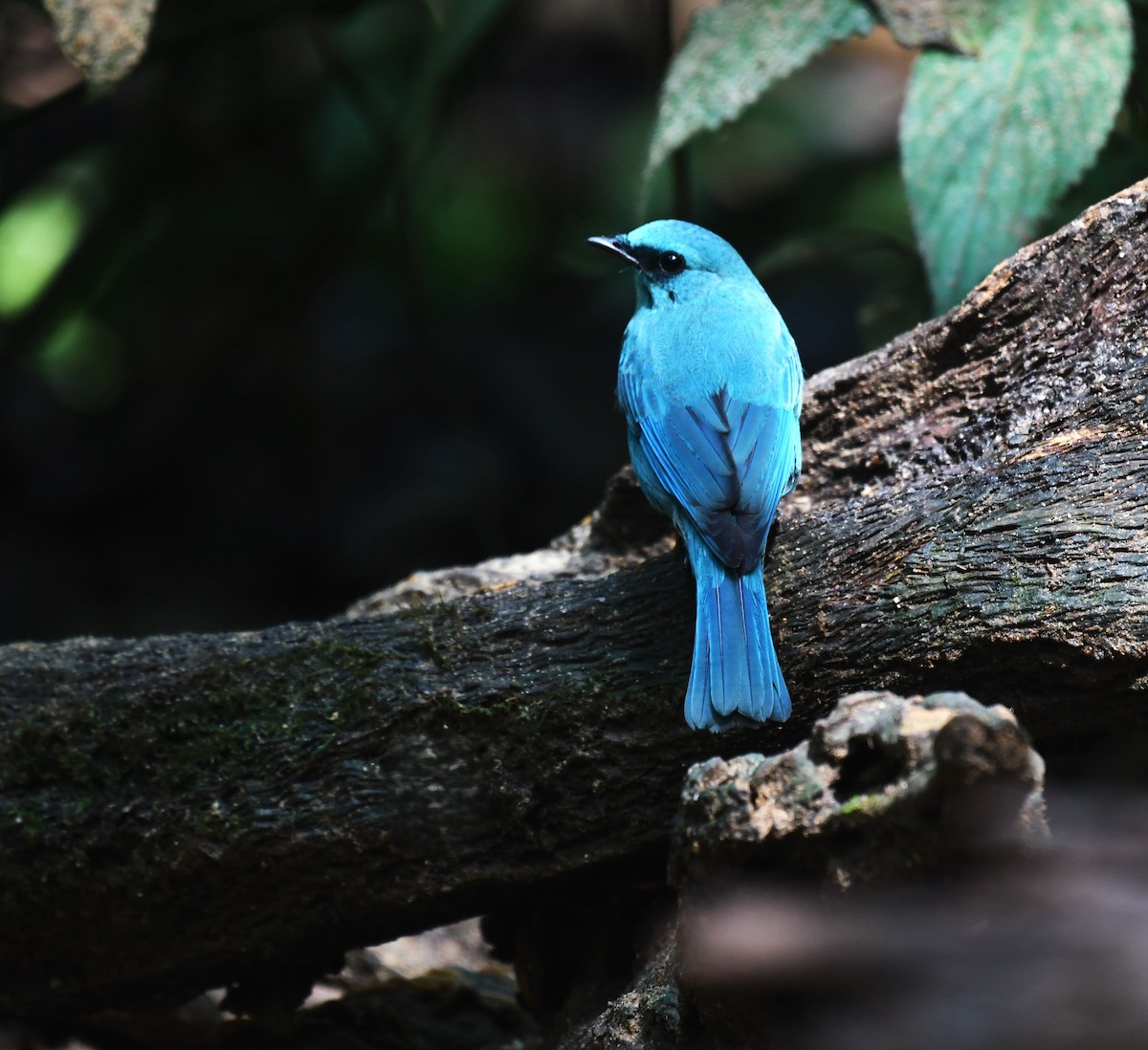 Verditer Flycatcher - ML639140901