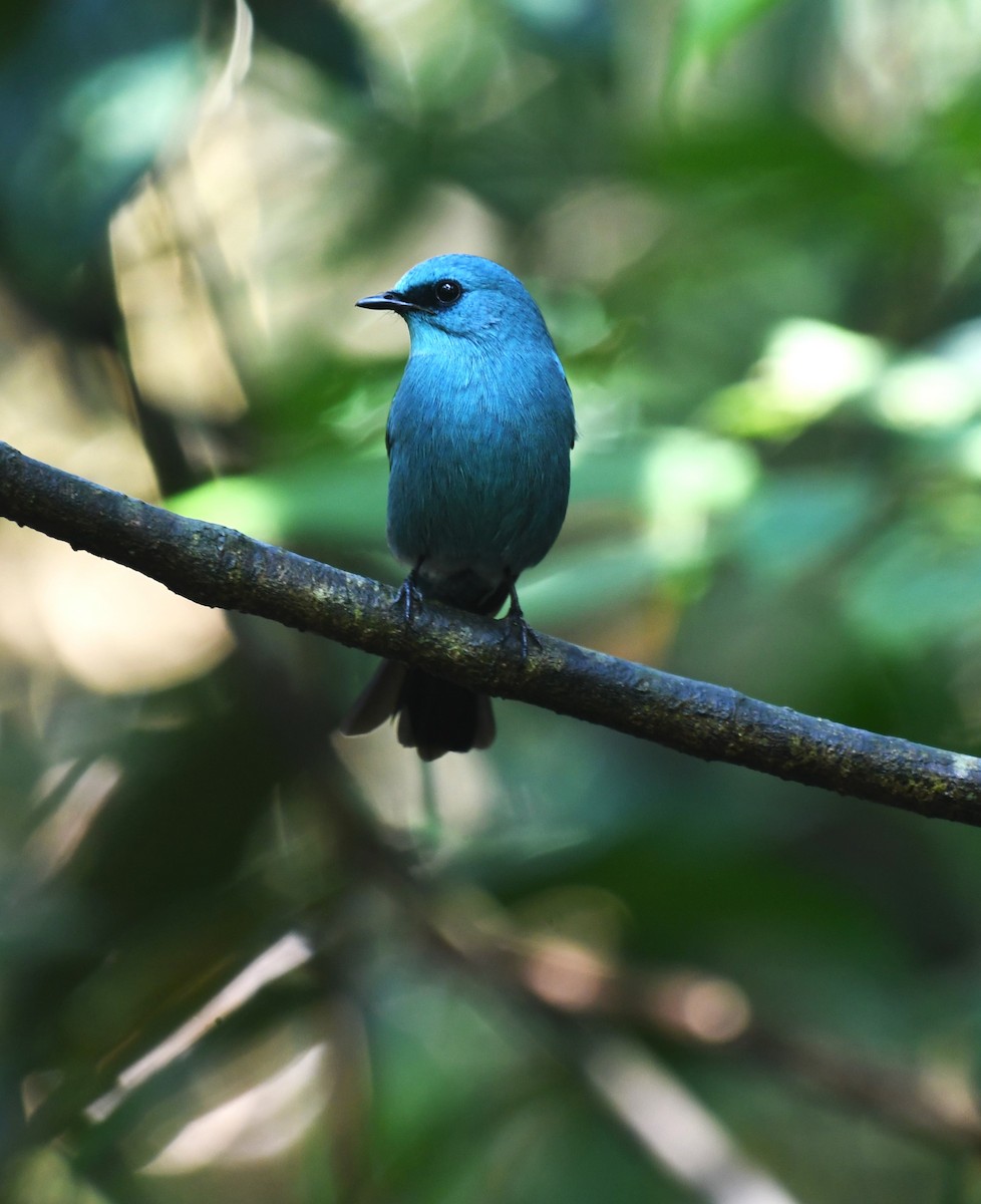 Verditer Flycatcher - ML639140911