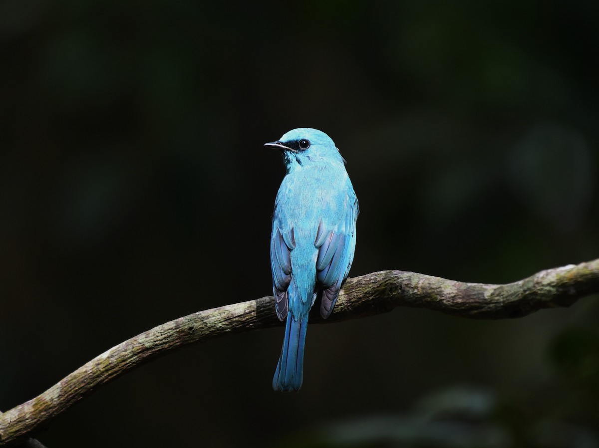 Verditer Flycatcher - ML639140918