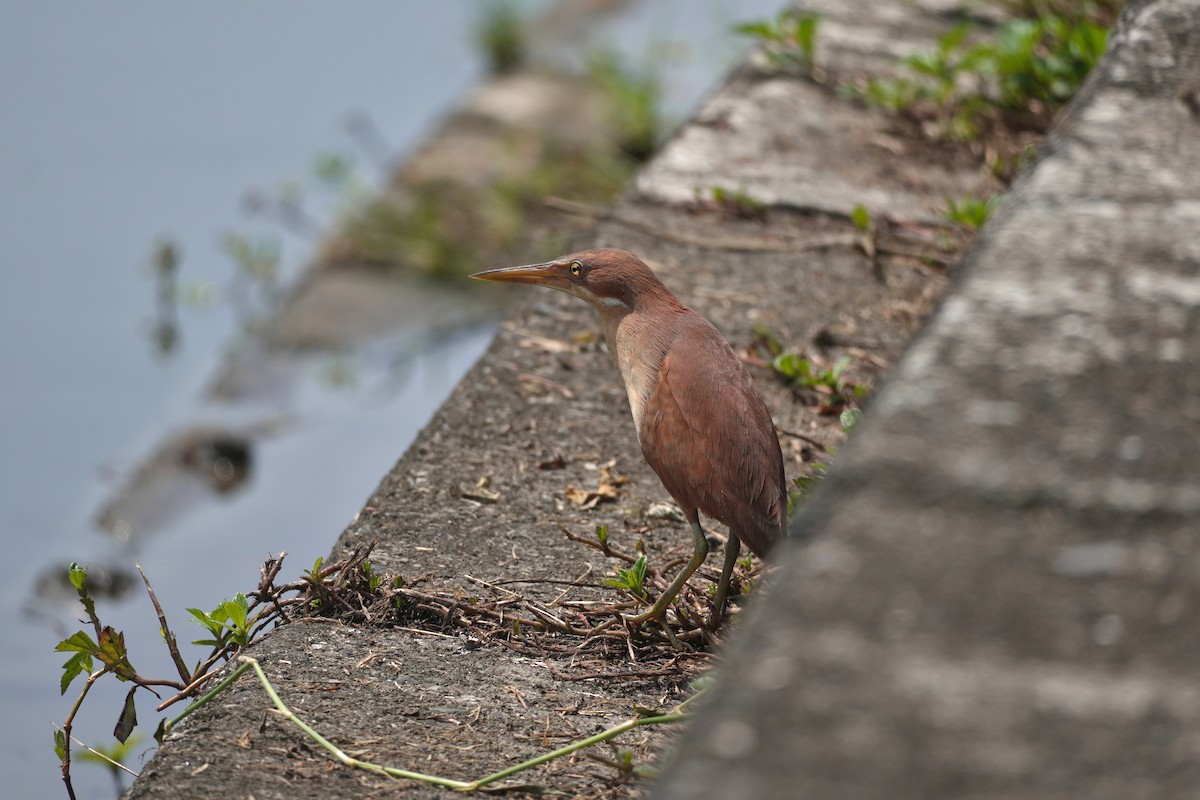Cinnamon Bittern - ML639140966