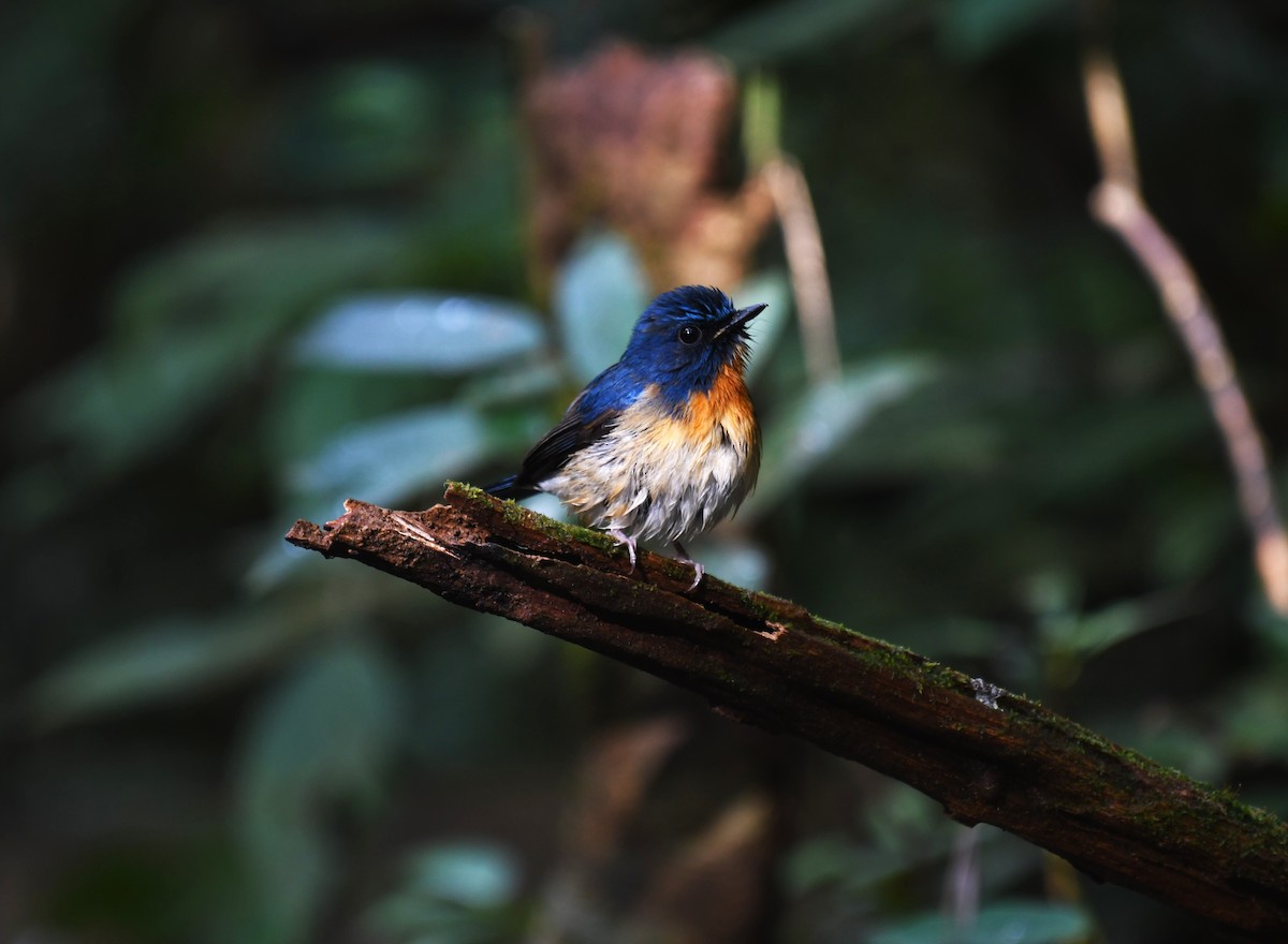 Hainan Blue Flycatcher - ML639140975