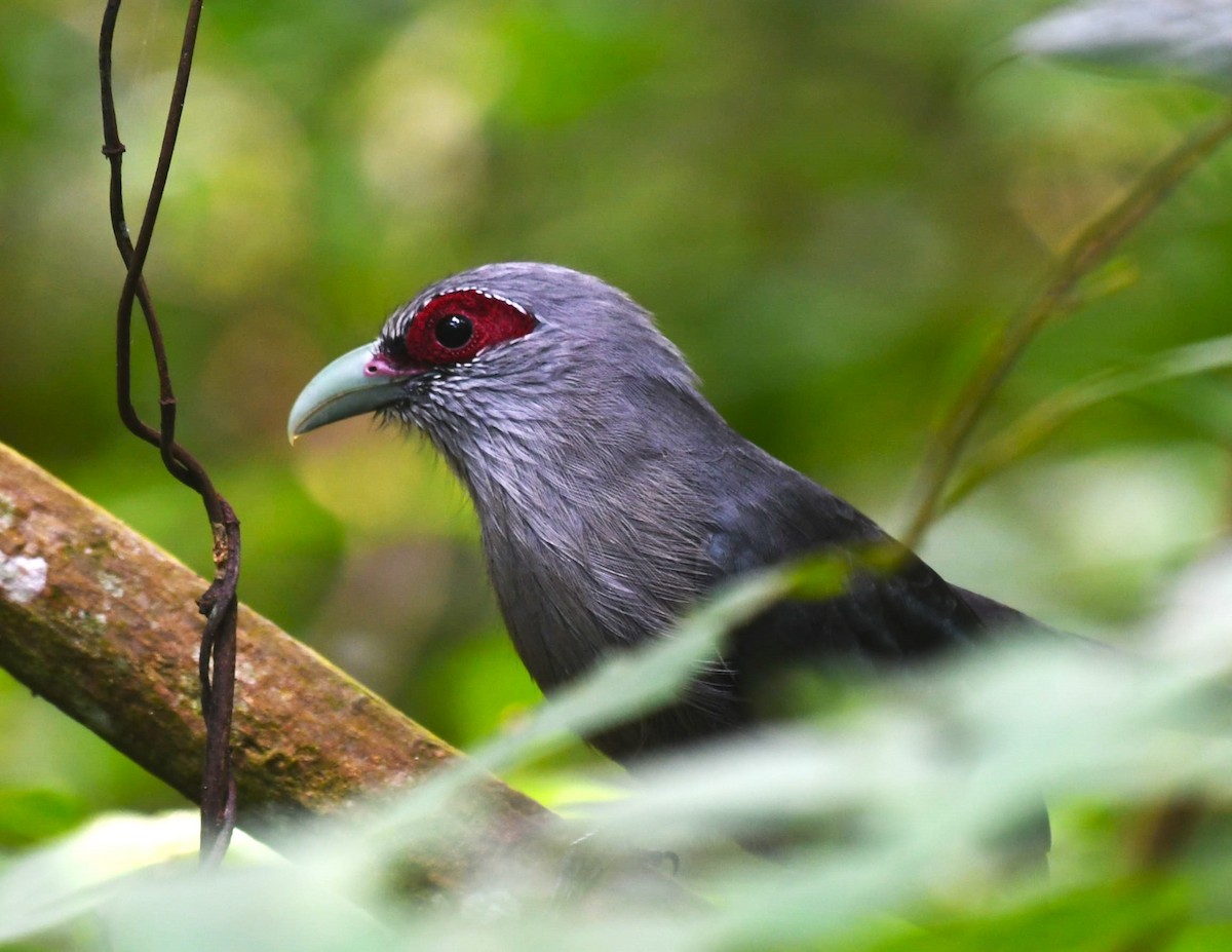 Green-billed Malkoha - ML639140990
