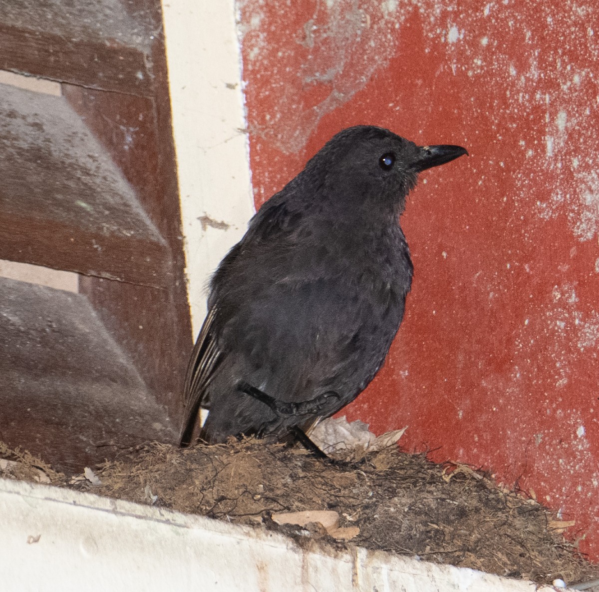 Bornean Whistling-Thrush - ML639141021