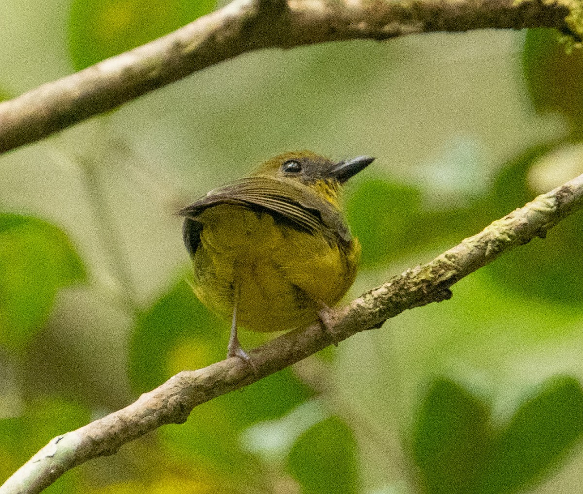 Bornean Whistler - ML639141035