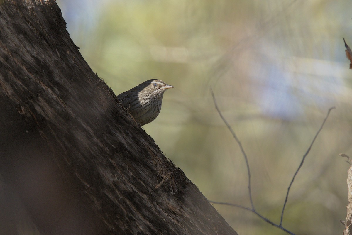Chestnut-rumped Heathwren - ML639141055