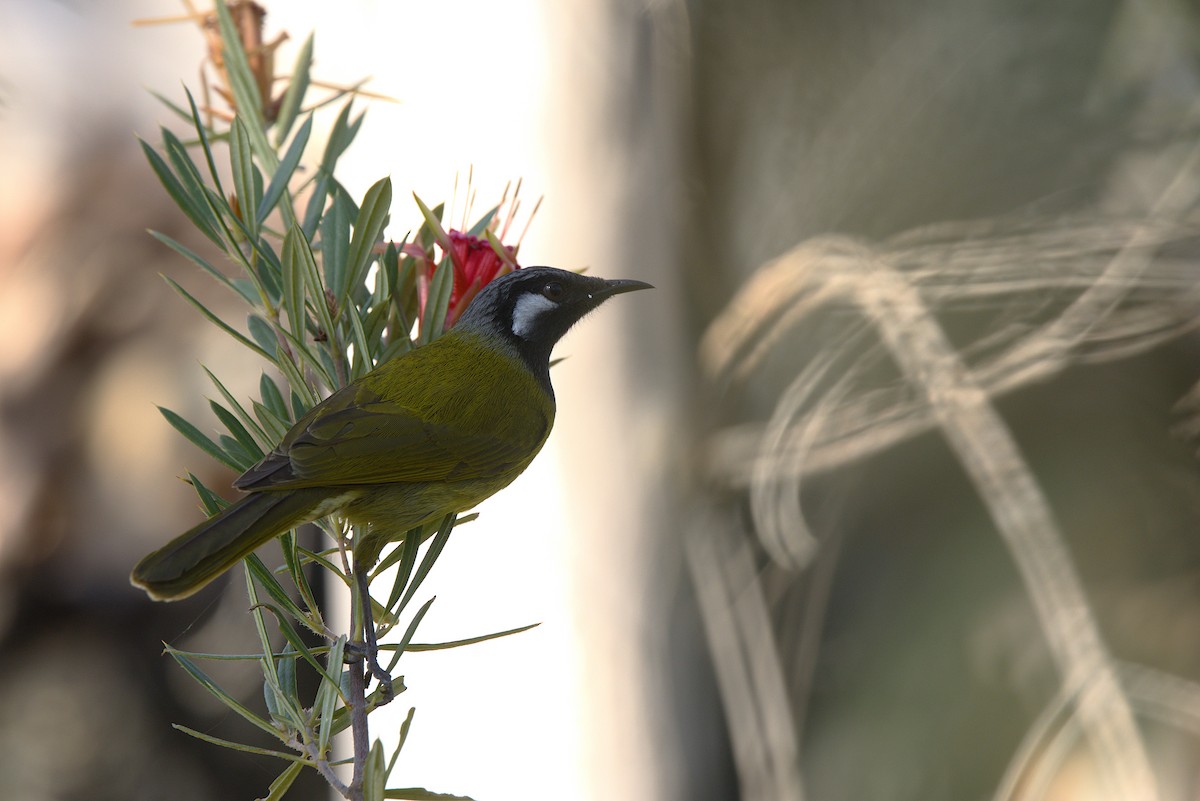 White-eared Honeyeater - ML639141066