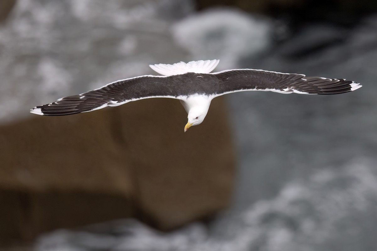 Great Black-backed Gull - ML639141088