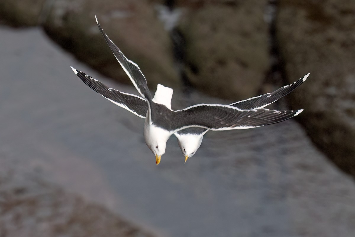 Great Black-backed Gull - ML639141089