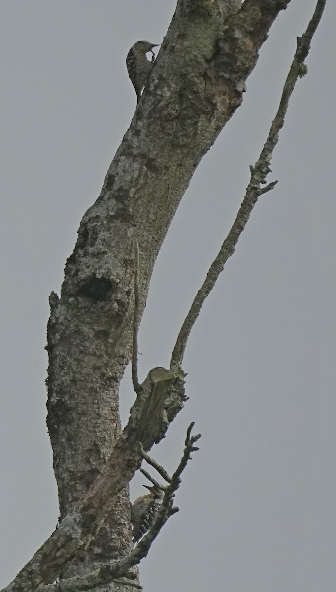 Freckle-breasted Woodpecker - ML639141151