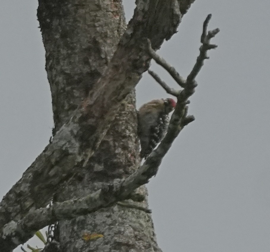 Freckle-breasted Woodpecker - ML639141152